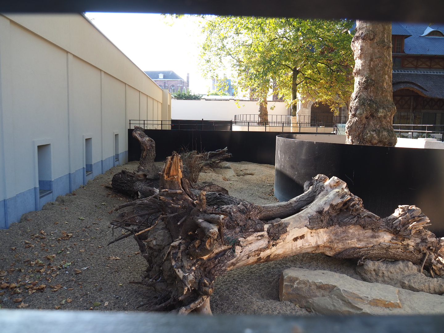 New Yellow mongoose exhibit, 2020-09-20