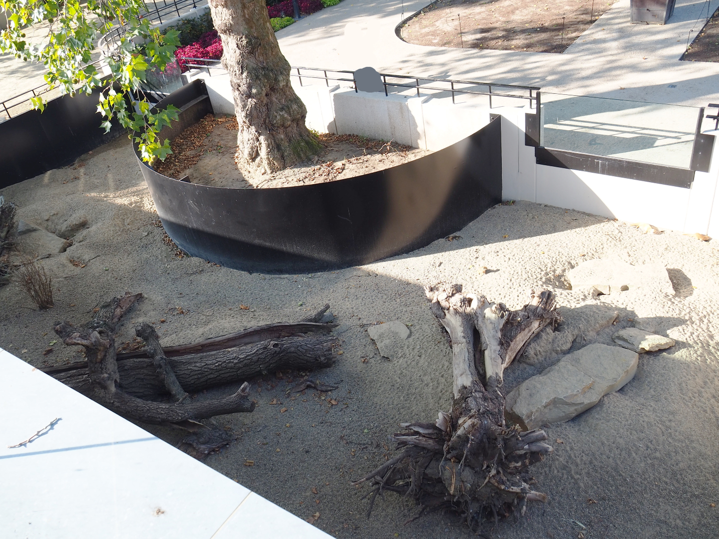 New Yellow mongoose exhibit, 2020-09-20