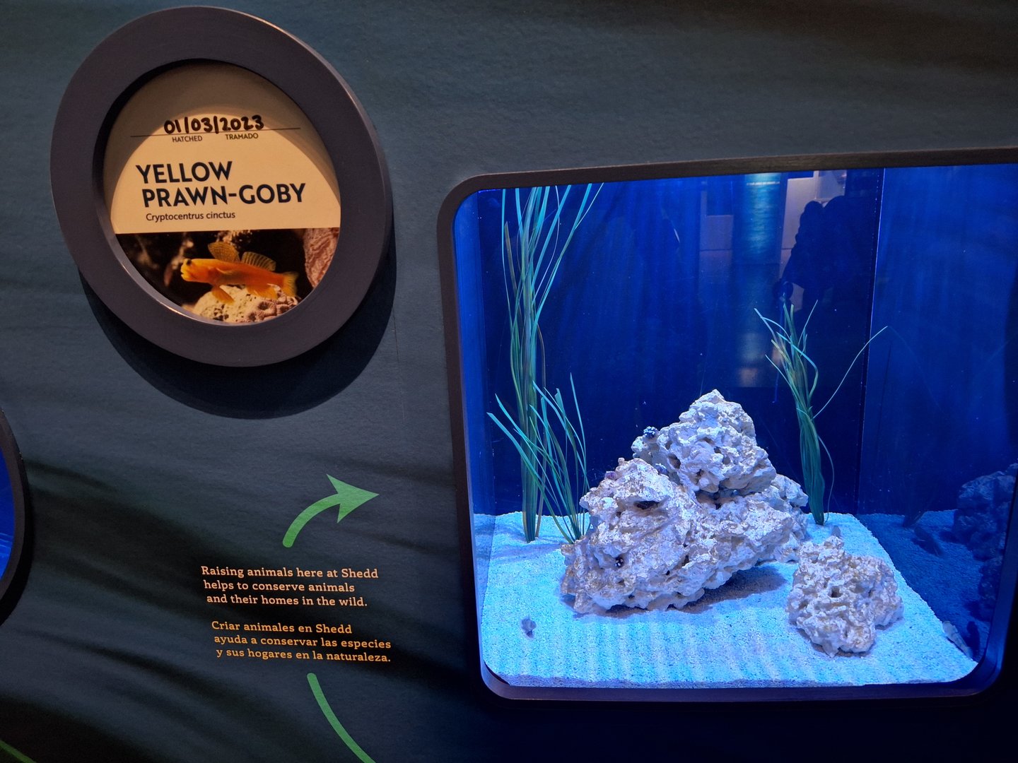 New Yellow-prawn goby exhibit