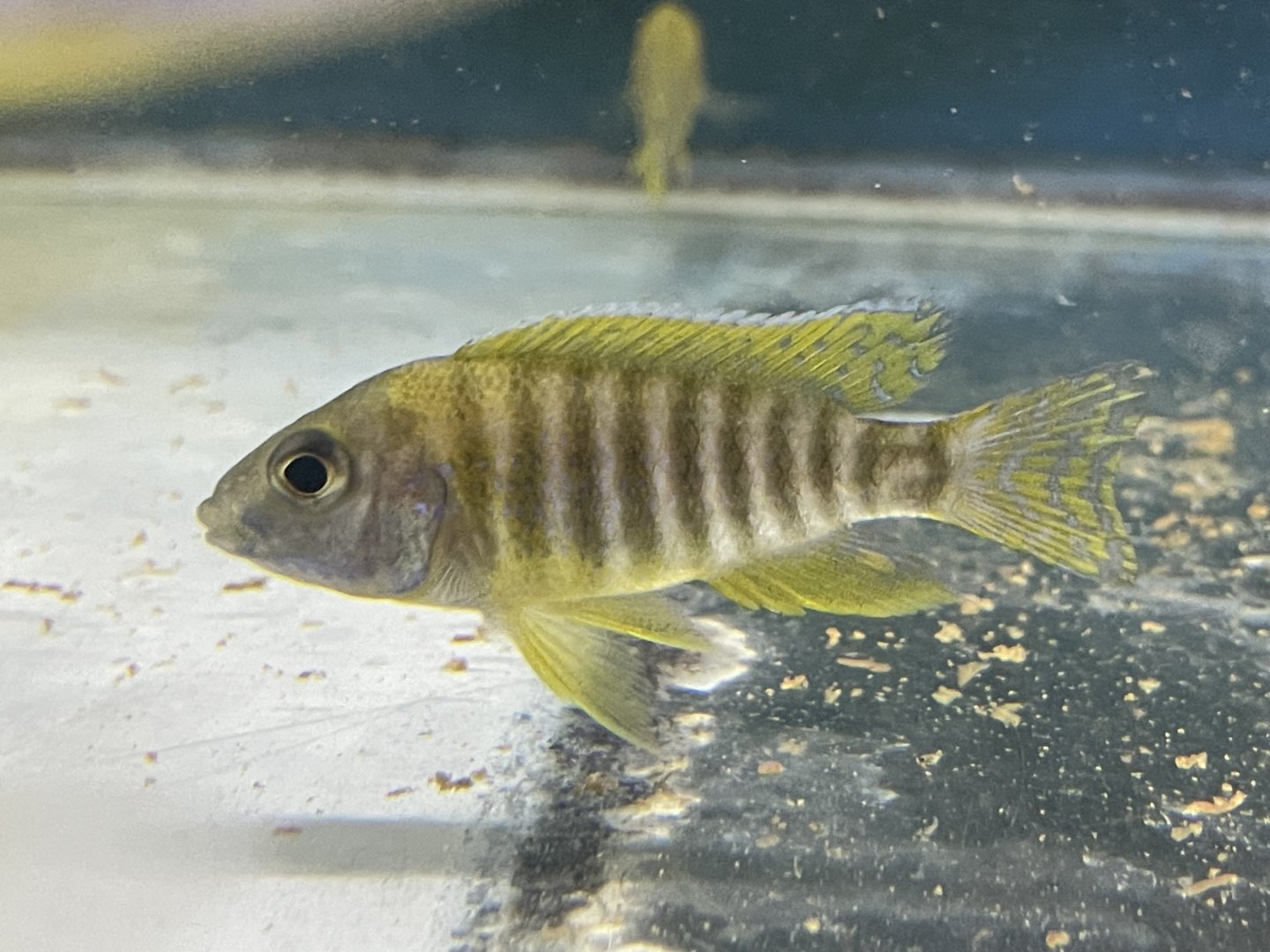 new yellow regal peacock (aulonocara baenschi)