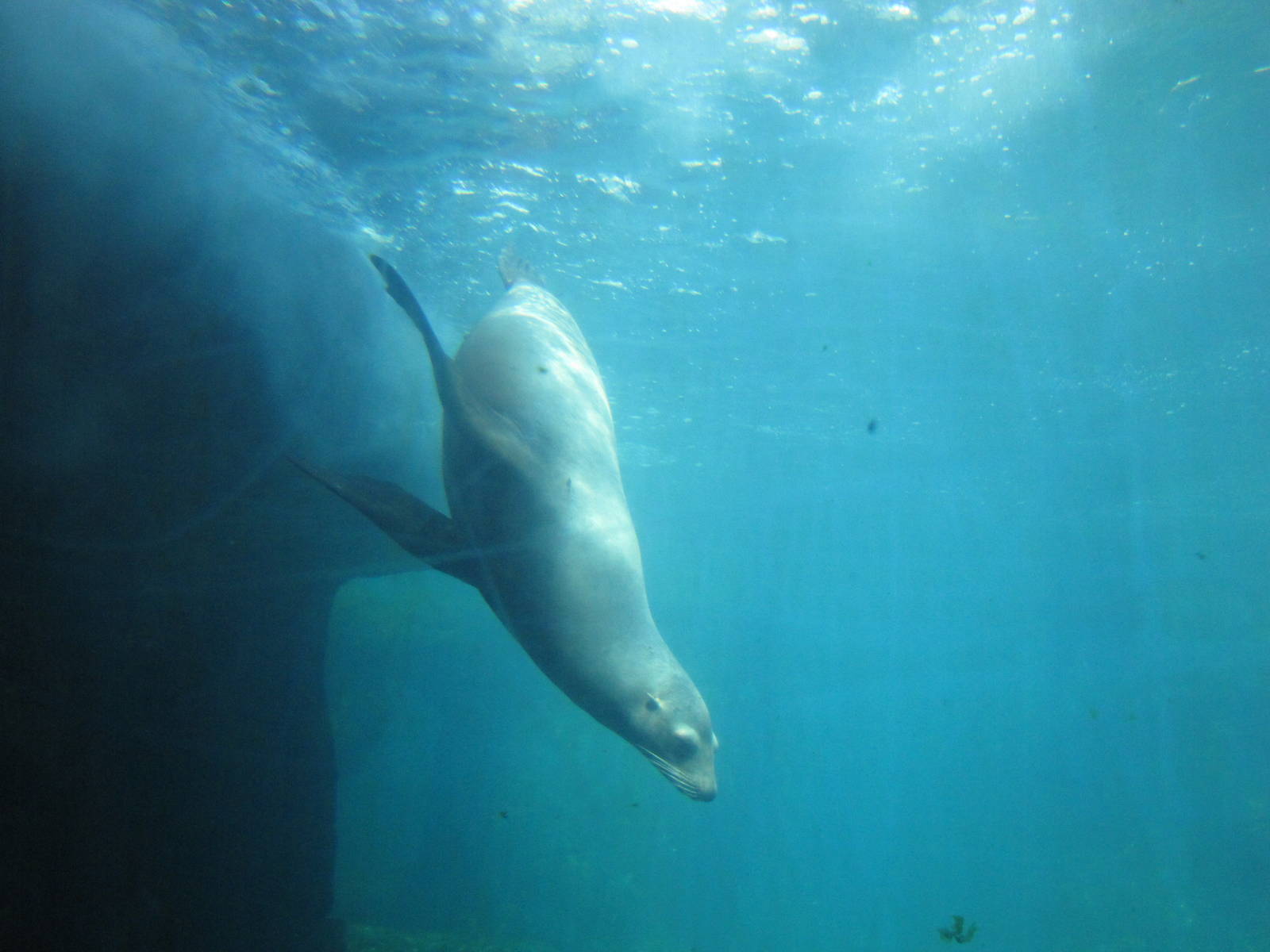 New York Aquarium 2010 - California Sea Lion underwater