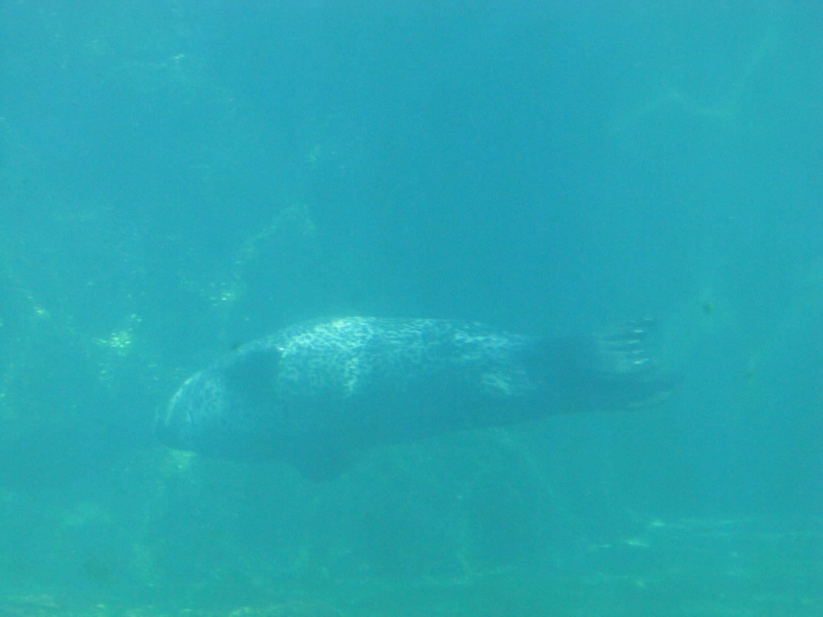 New York Aquarium 2010 - Common Seal underwater