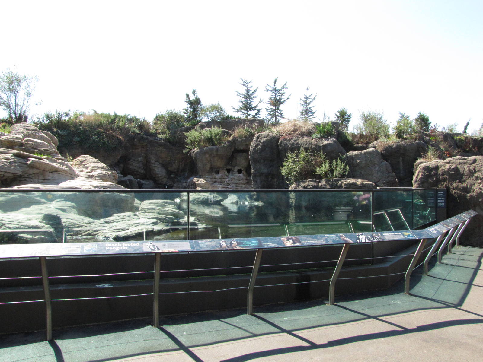 New York Aquarium 2010 - Front of Jackass Penguin exhibit