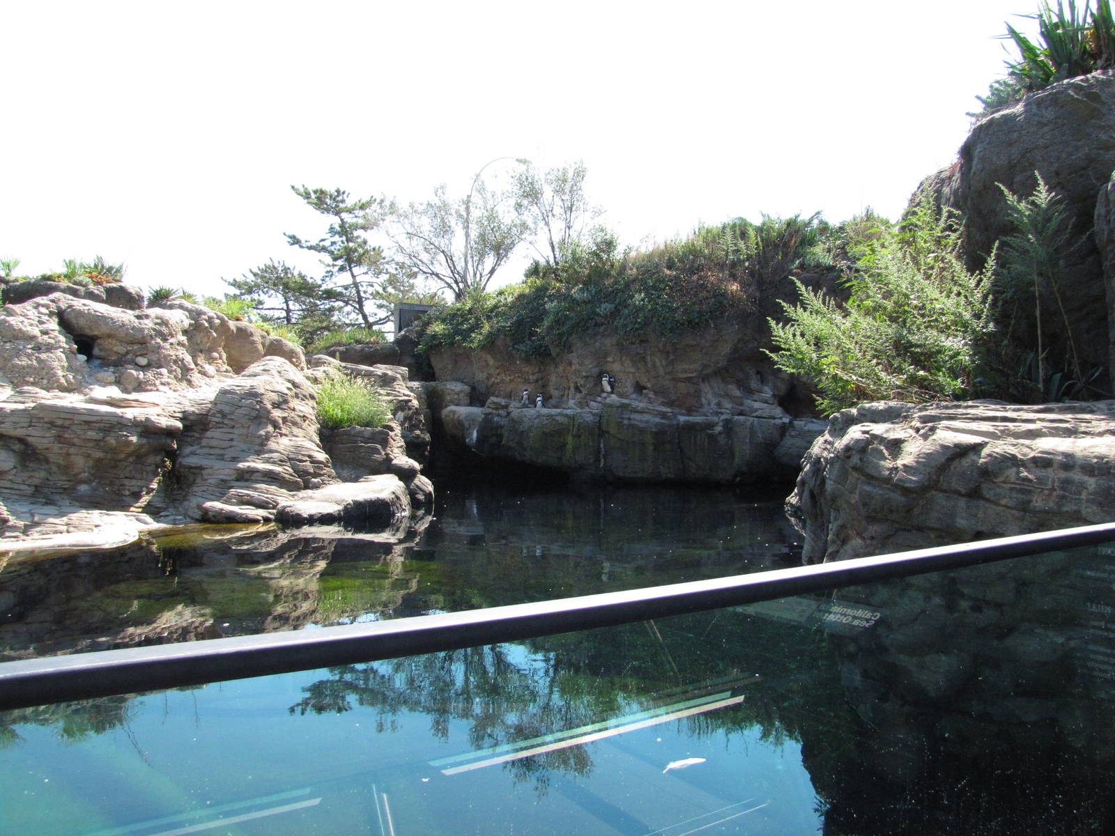 New York Aquarium 2010 - Inside Jackass Penguin exhibit