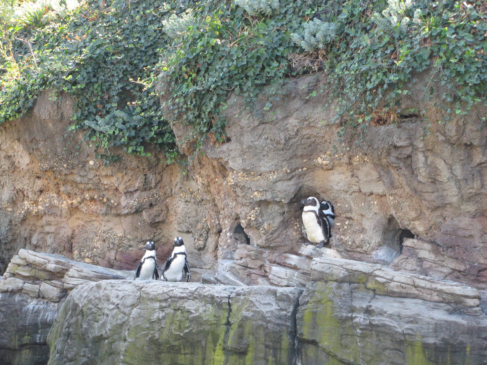 New York Aquarium 2010 - Jackass Penguins