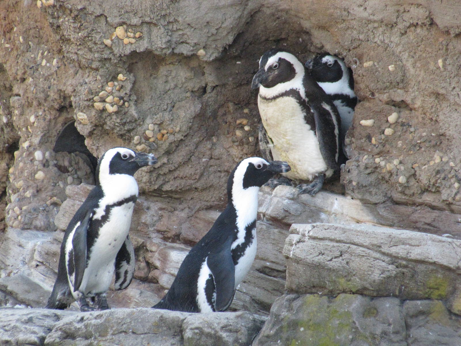 New York Aquarium 2010 - Jackass Penguins