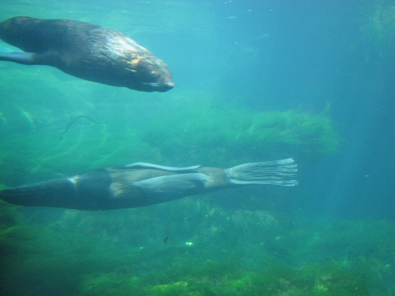 New York Aquarium 2010 - Northern Fur Seal underwater