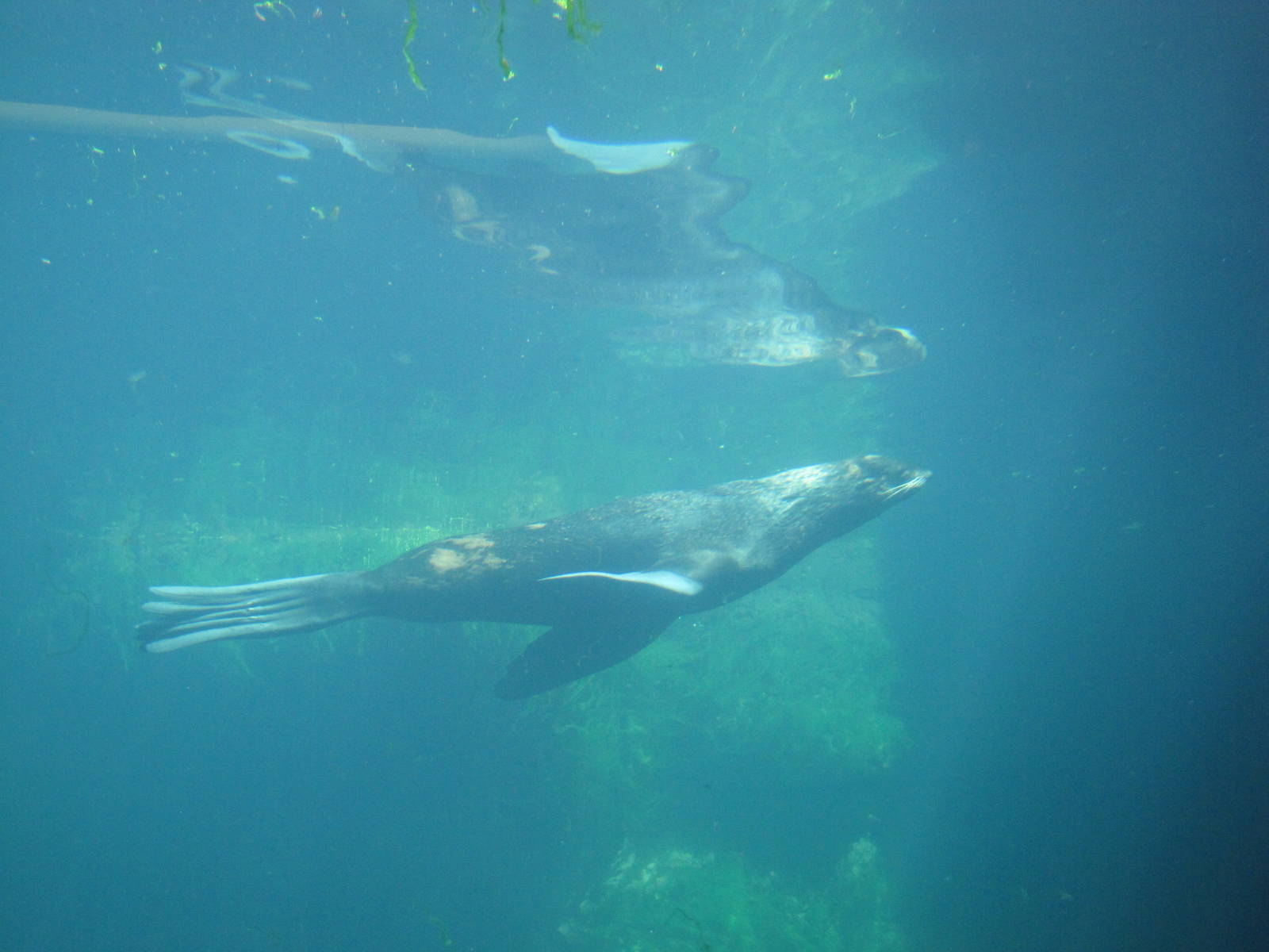 New York Aquarium 2010 - Northern Fur Seal underwater