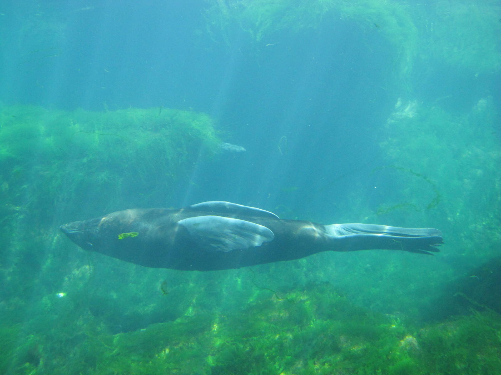 New York Aquarium 2010 - Northern Fur Seal underwater