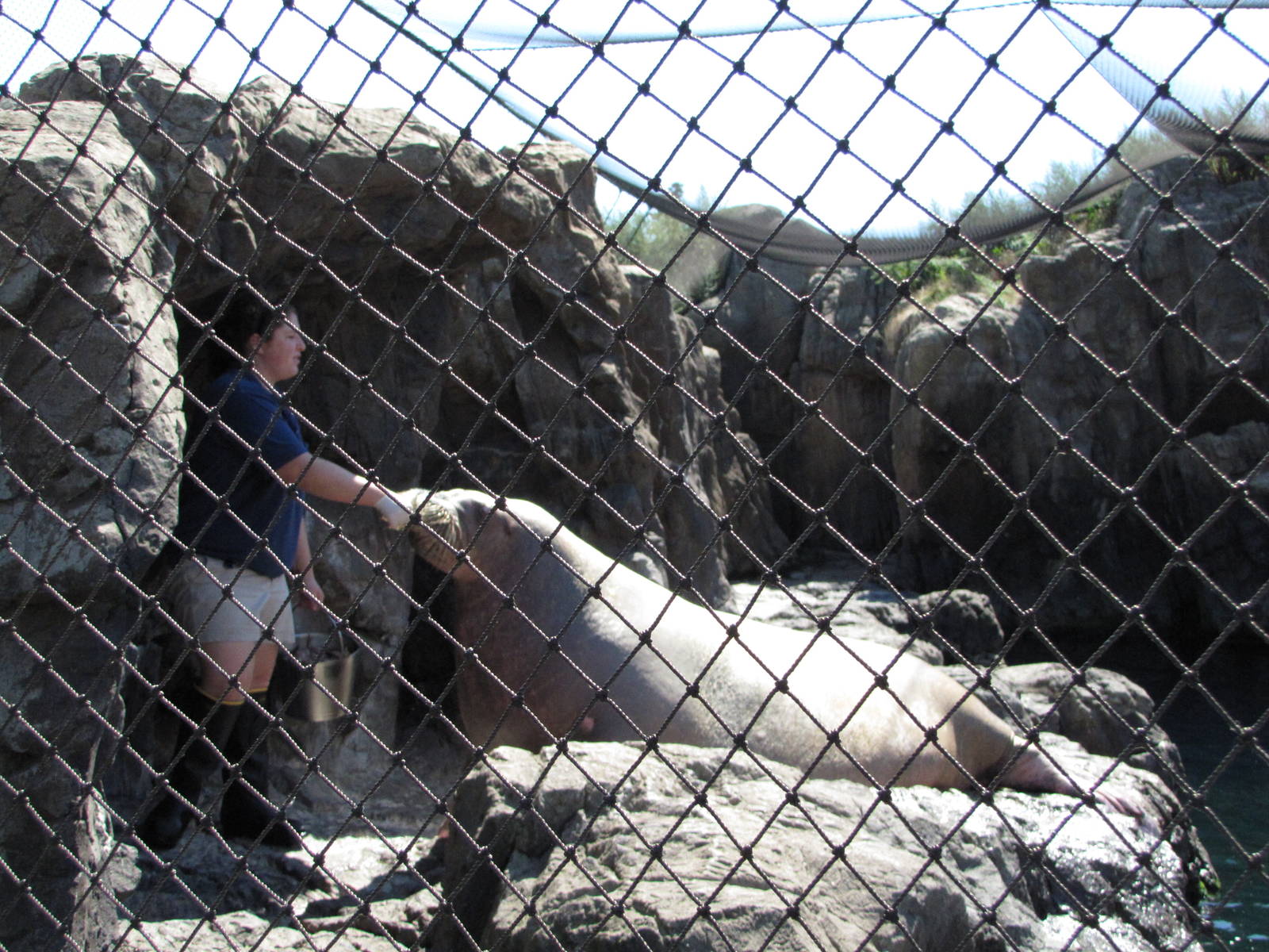 New York Aquarium 2010 - Pacific Walrus feeding