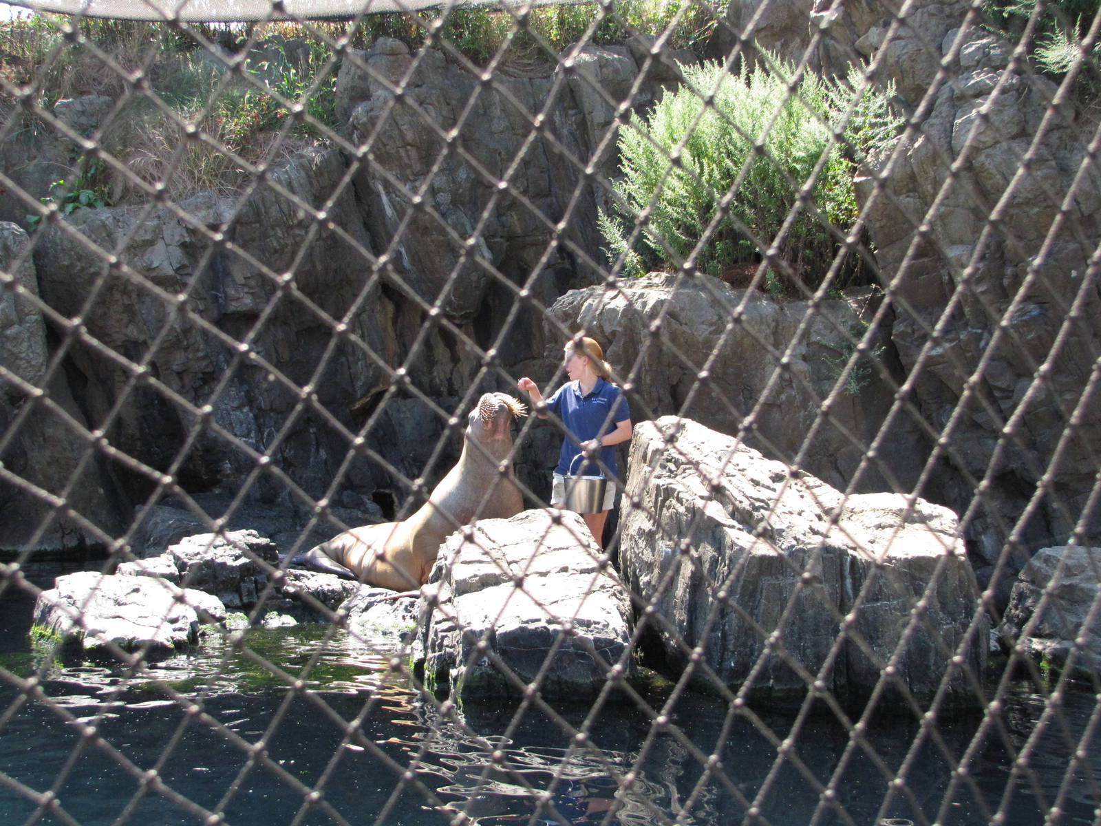 New York Aquarium 2010 - Pacific Walrus feeding
