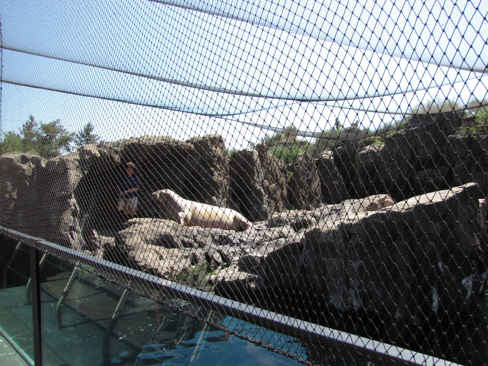 New York Aquarium 2010 - Pacific Walrus feeding