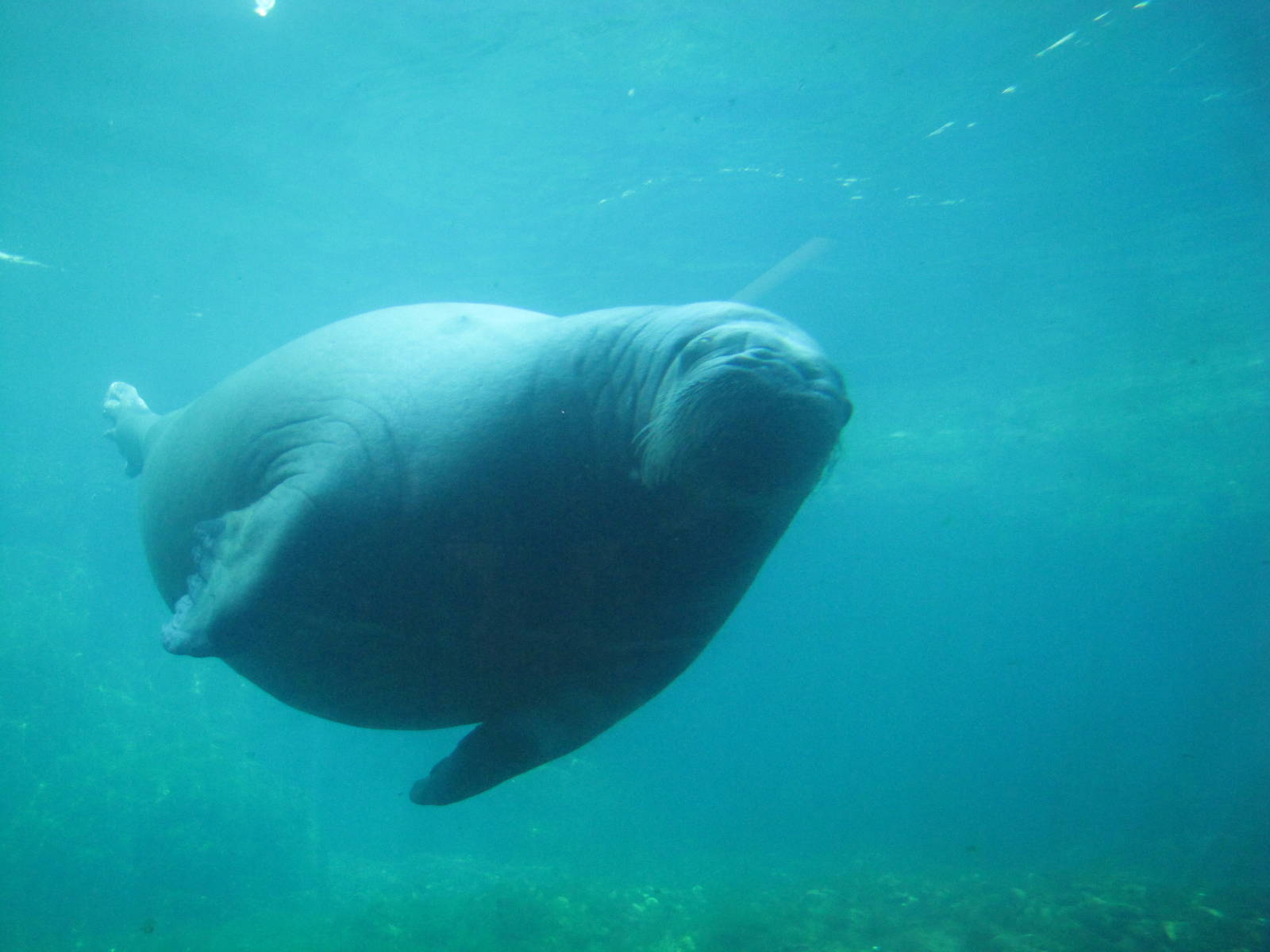 New York Aquarium 2010 - Pacific Walrus underwater
