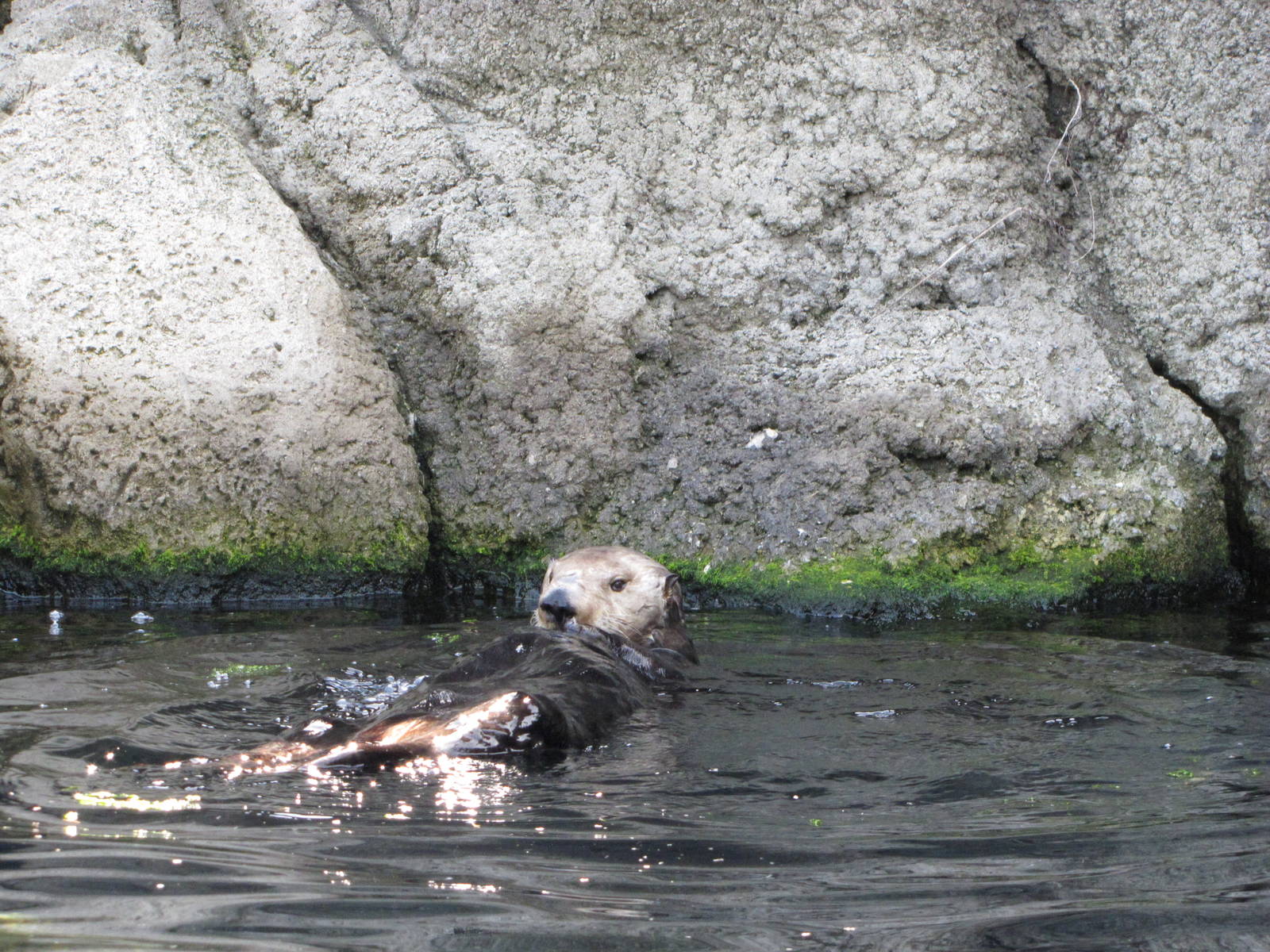 New York Aquarium 2010 - Sea Otter
