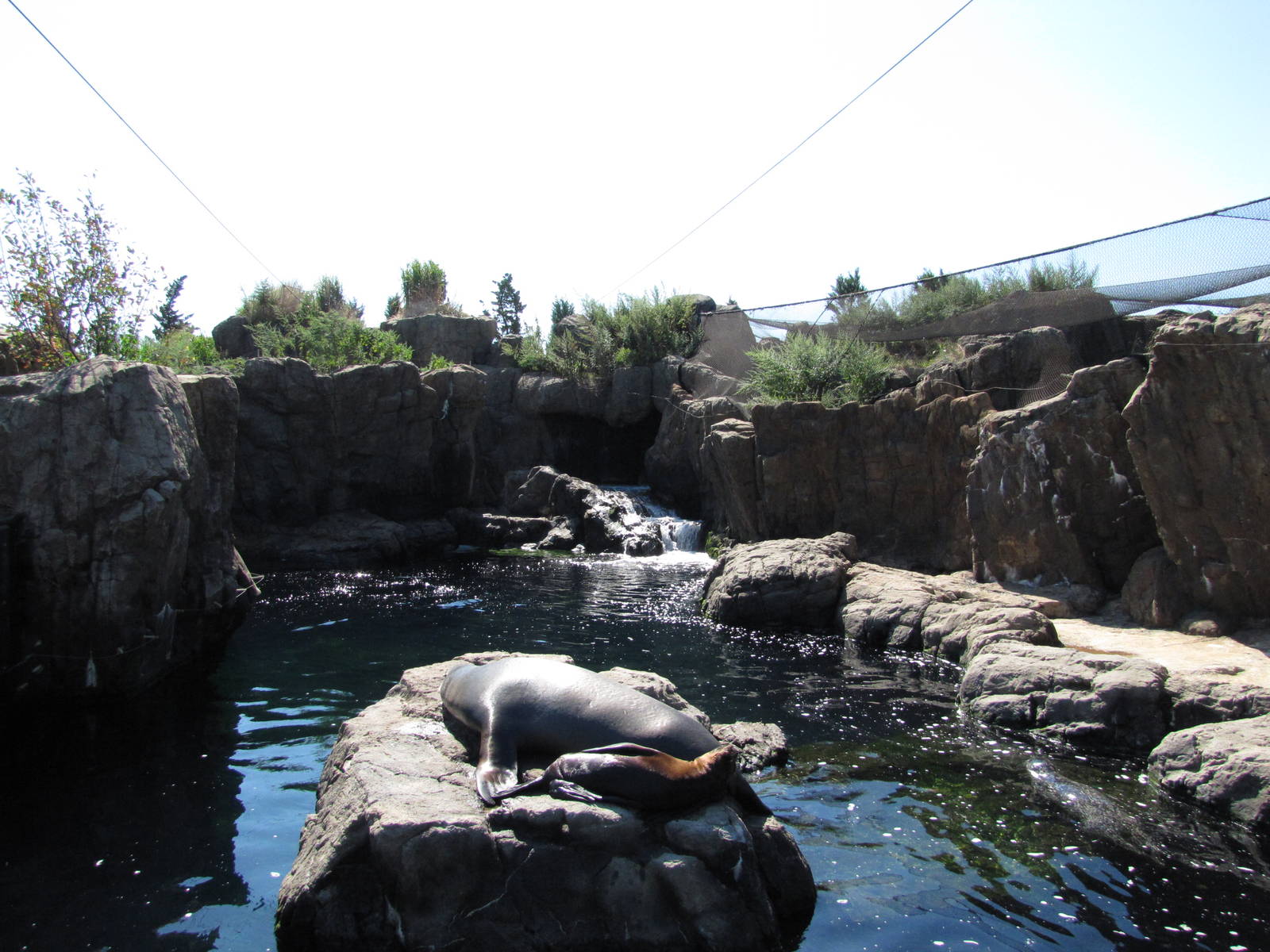 New York Aquarium 2010 - Seal and Sea Lion exhibit