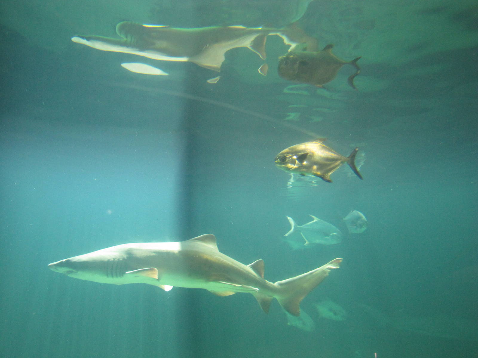 New York Aquarium 2010 - Shark tank
