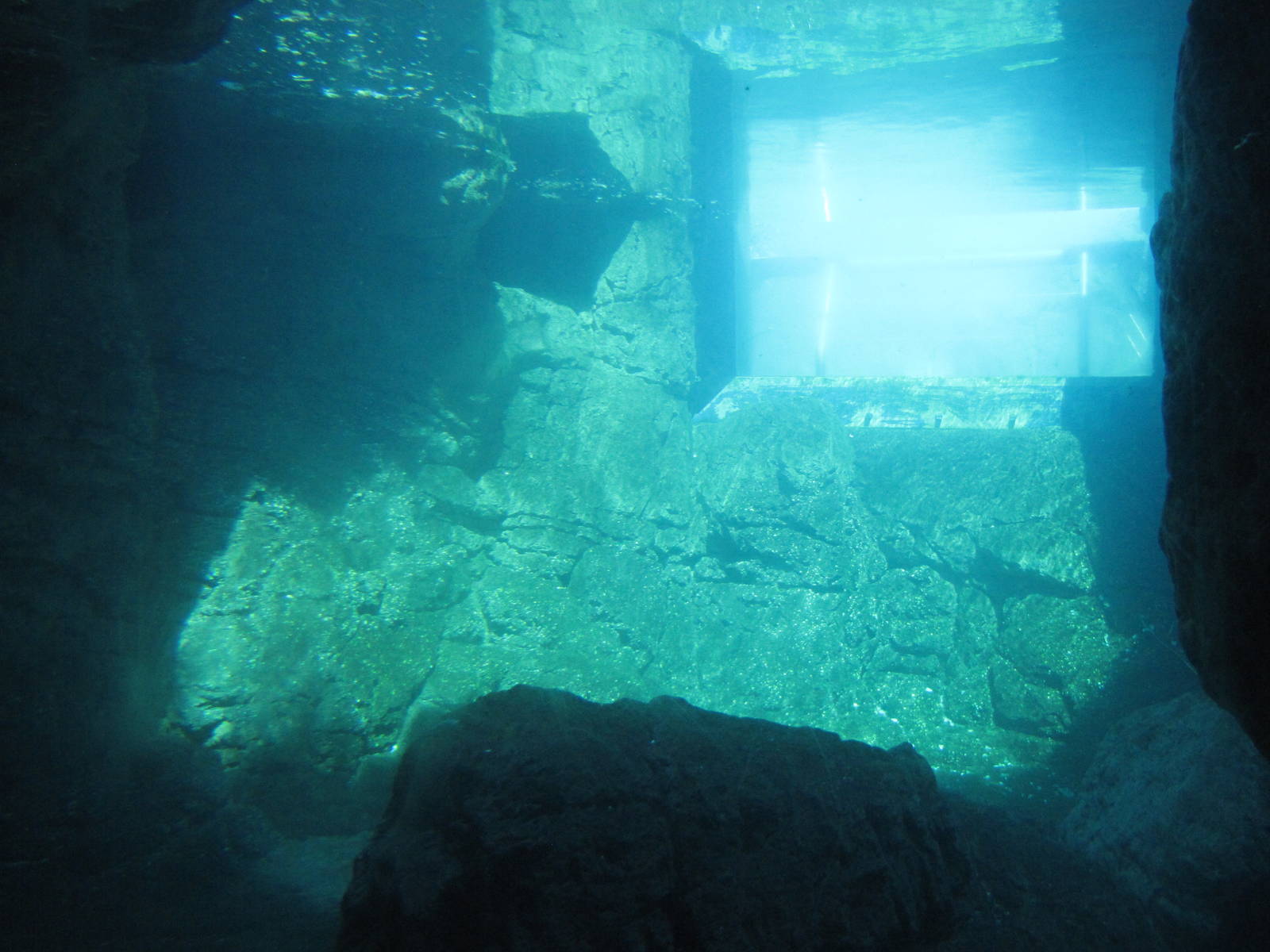 New York Aquarium 2010 - Underwater view in Sea Cliffs