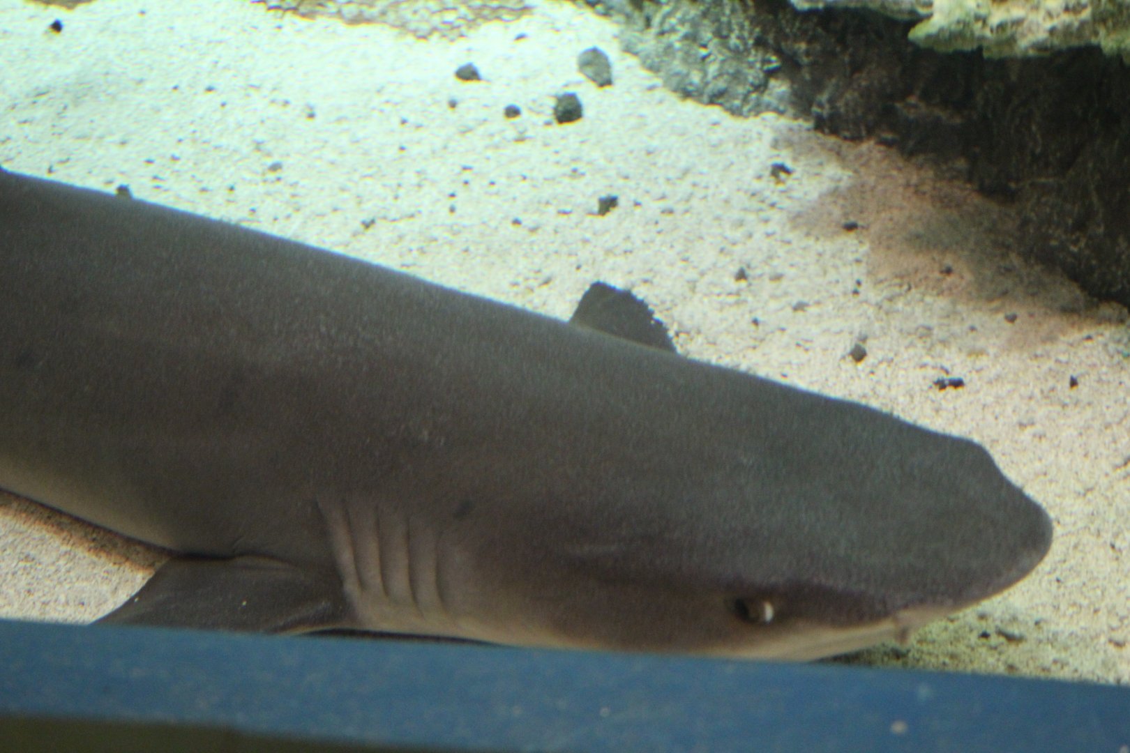 New York Aquarium- Shark ID