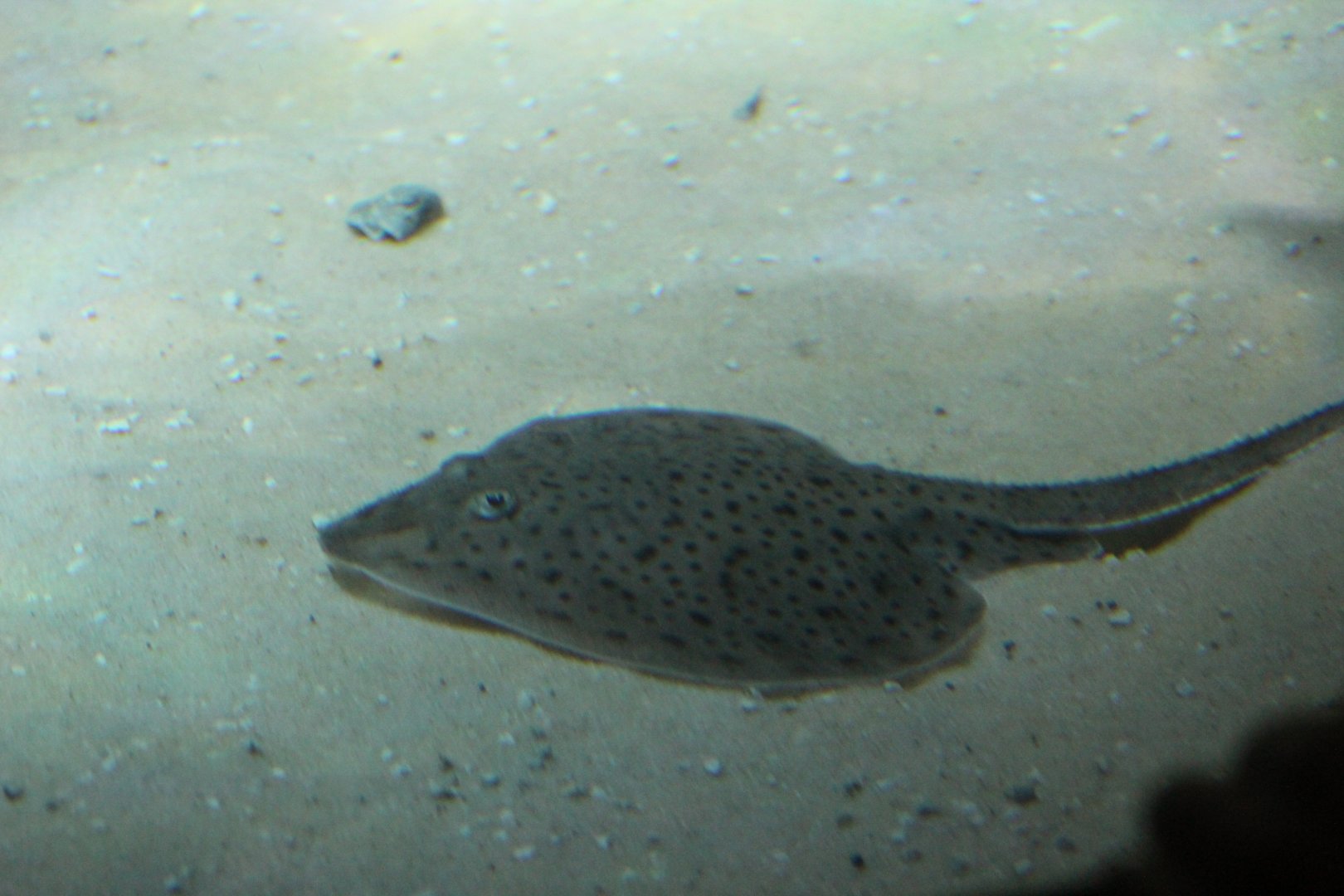 New York Aquarium- Skate ID?