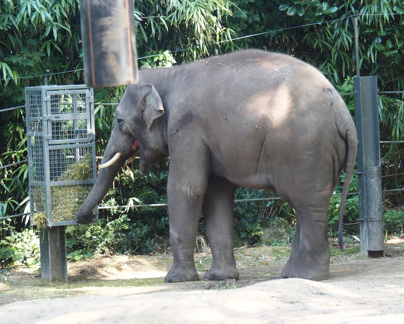 New young Asian elephant (Elephas maximus) bull Max from Prague, 2024-07-28