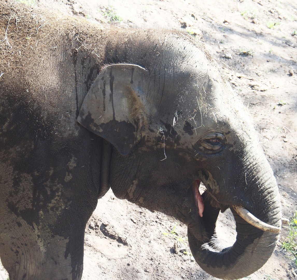 New young Asian elephant (Elephas maximus) bull Max from Prague, 2024-07-28