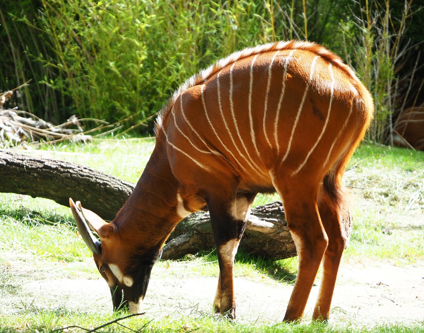 New young male Mountain bongo (Tragelaphus eurycerus isaaci) Lucah, 2020-06-28
