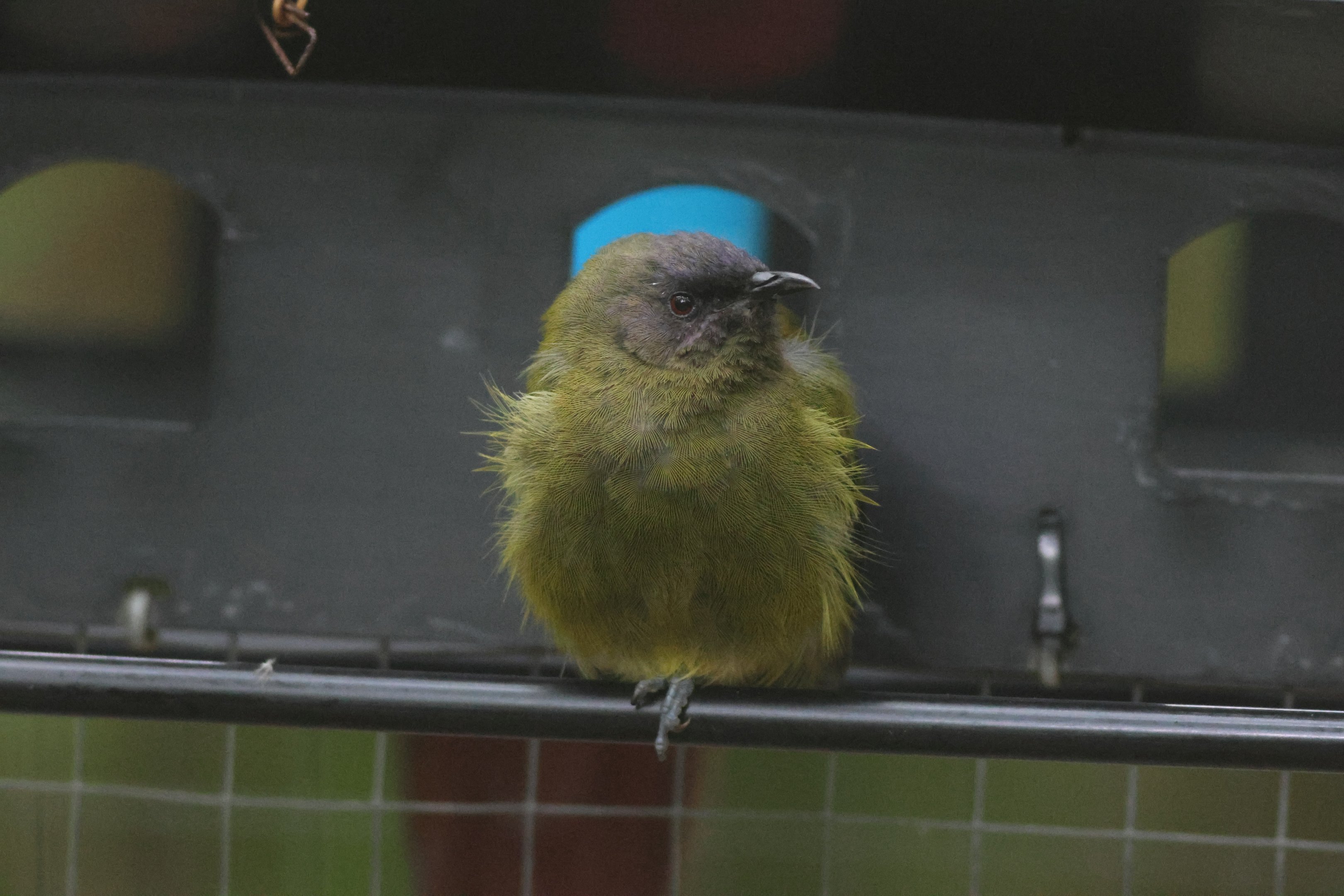 New Zealand Bellbird (Anthornis melanura melanura) male at feeder