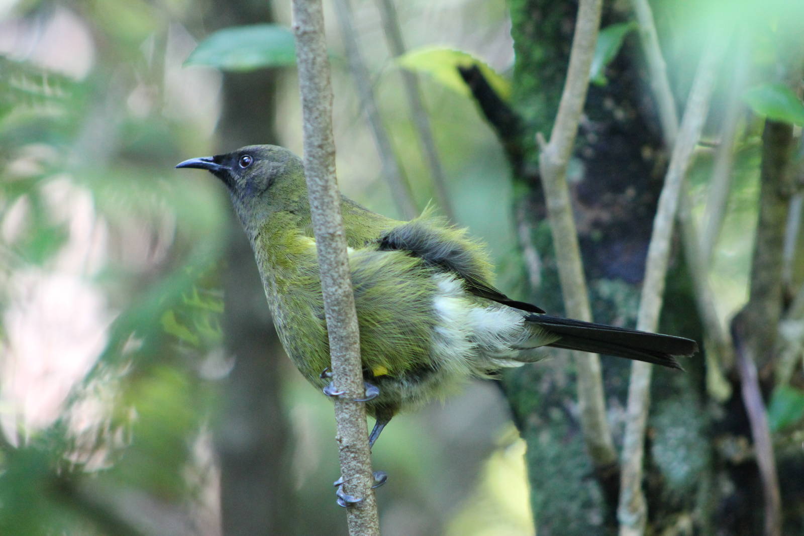 New Zealand bellbird (Anthornis melanura)