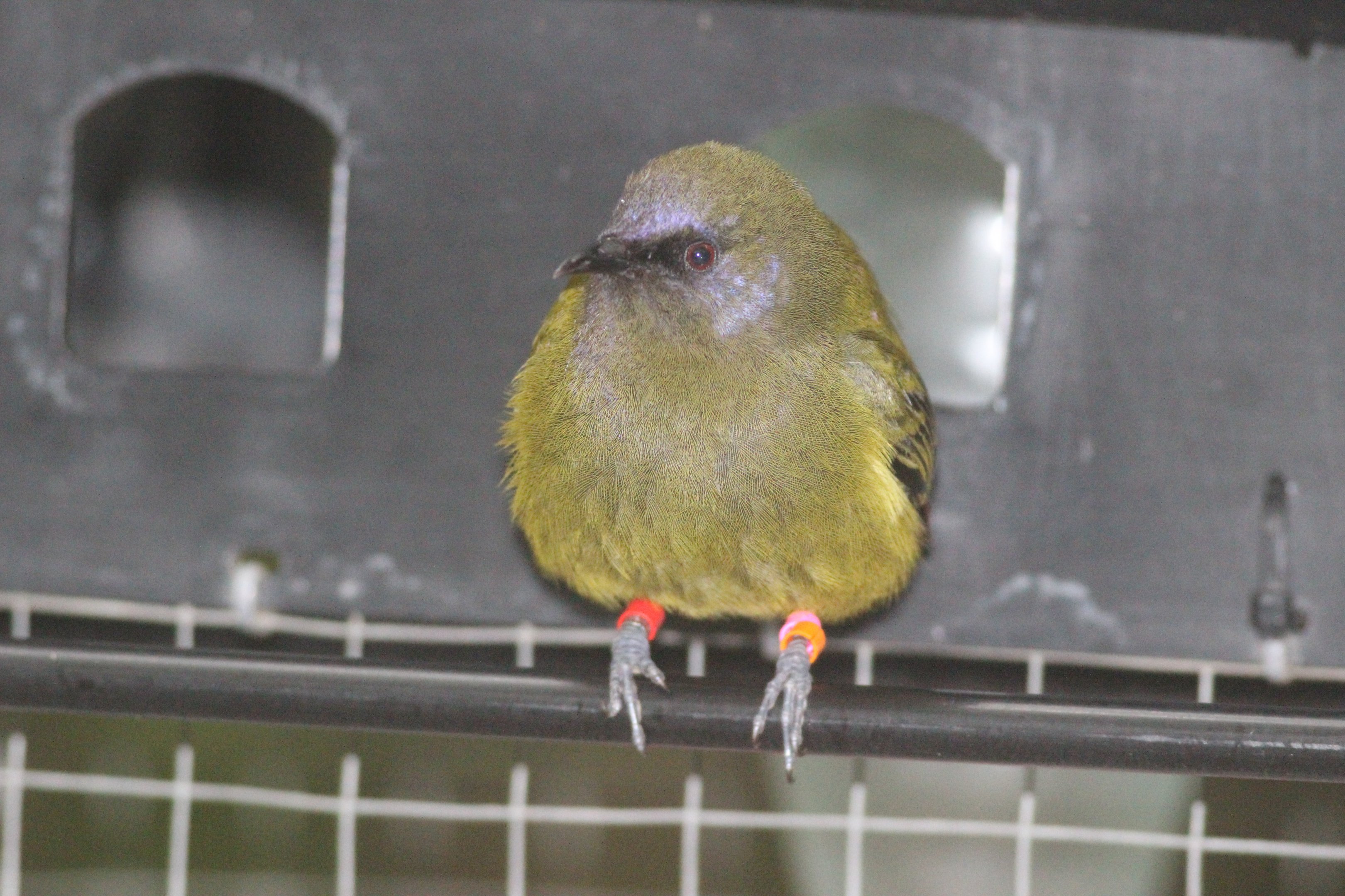 New Zealand Bellbird male, on feeder