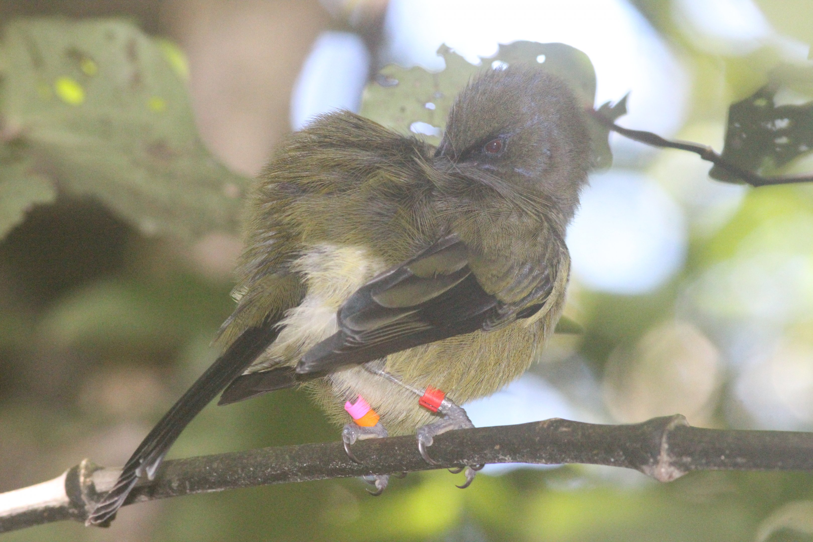 New Zealand Bellbird male