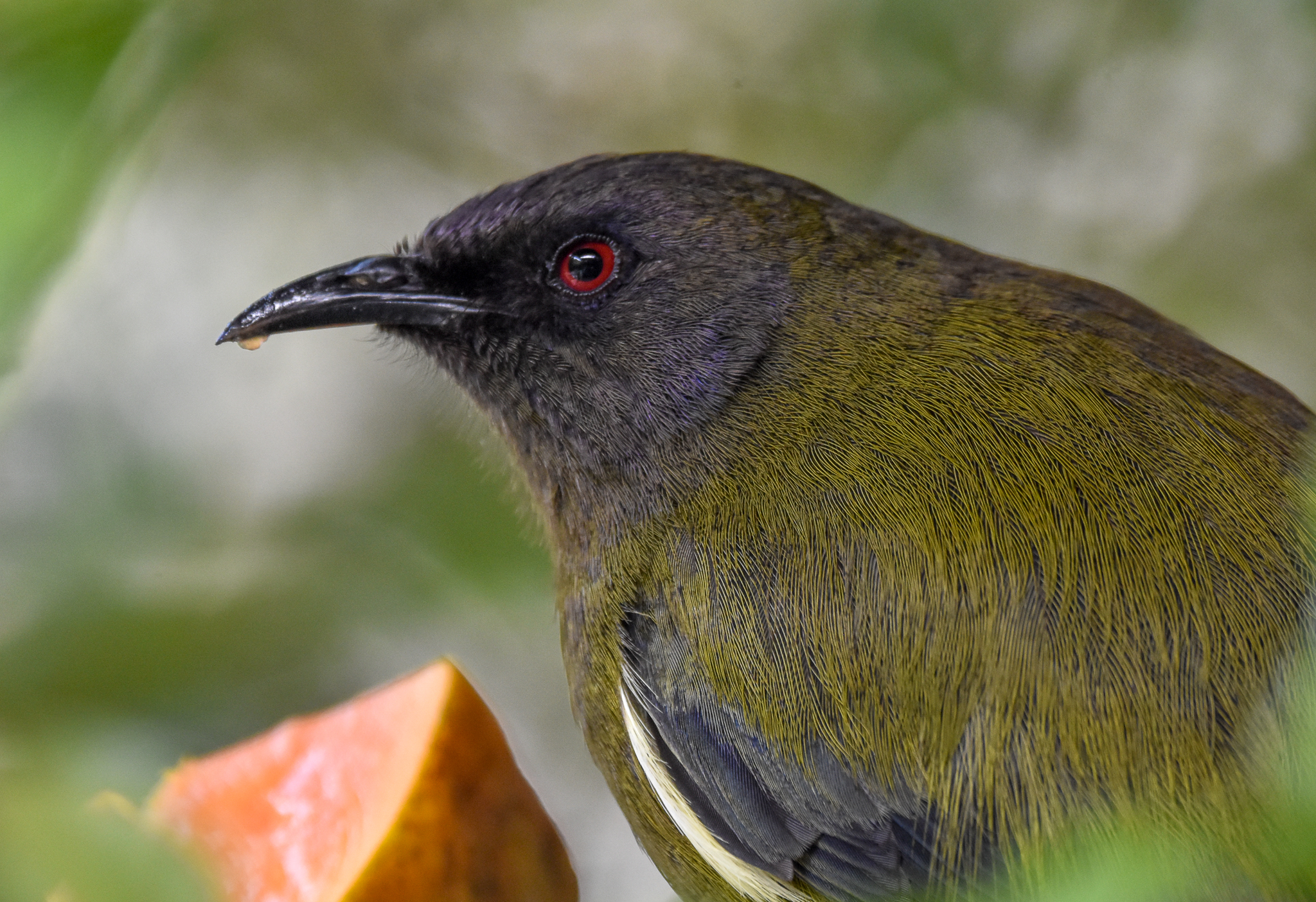 New Zealand Bellbird