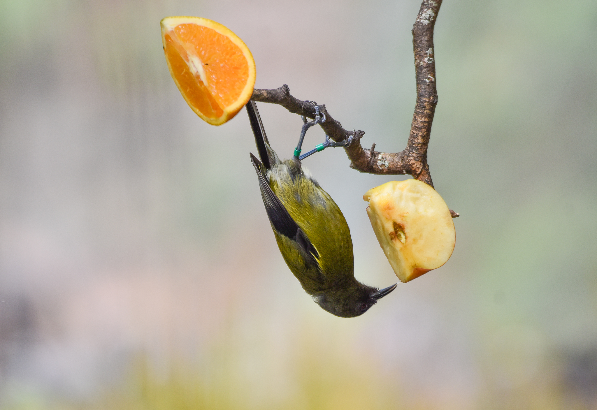 New Zealand Bellbird