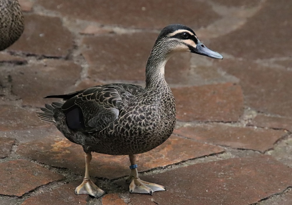 New Zealand black duck (Anas superciliosa superciliosa)