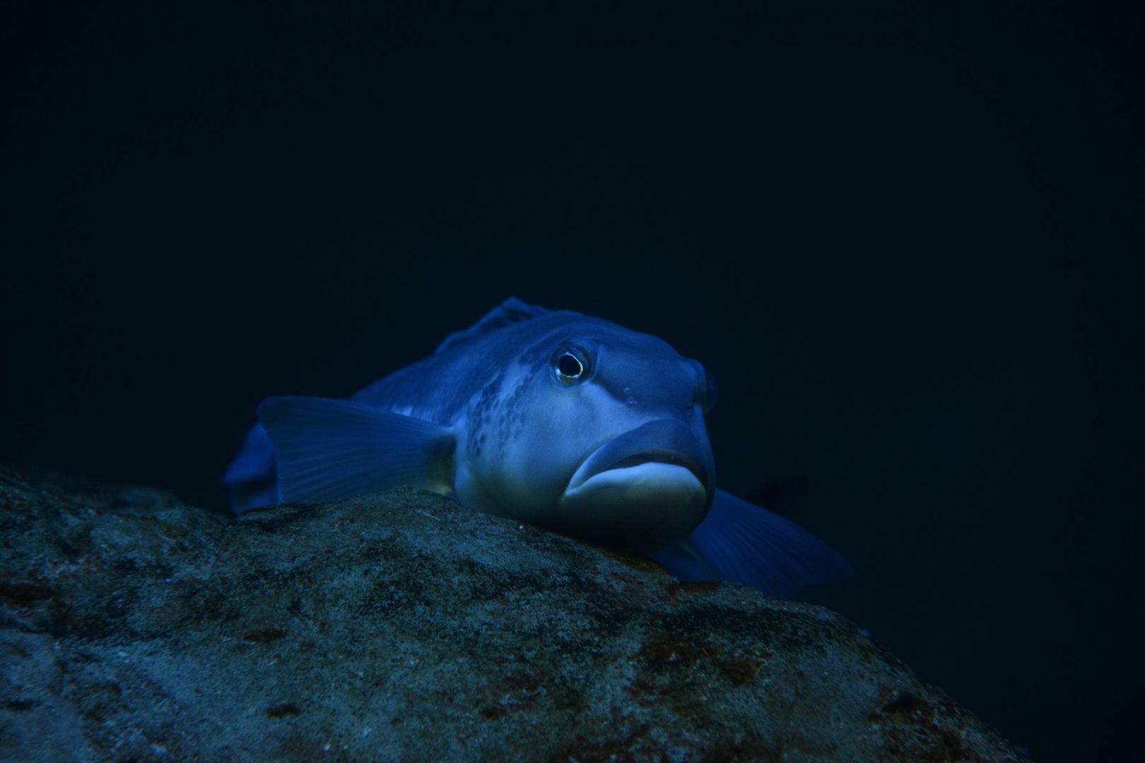 New Zealand blue cod (Parapercis colias)