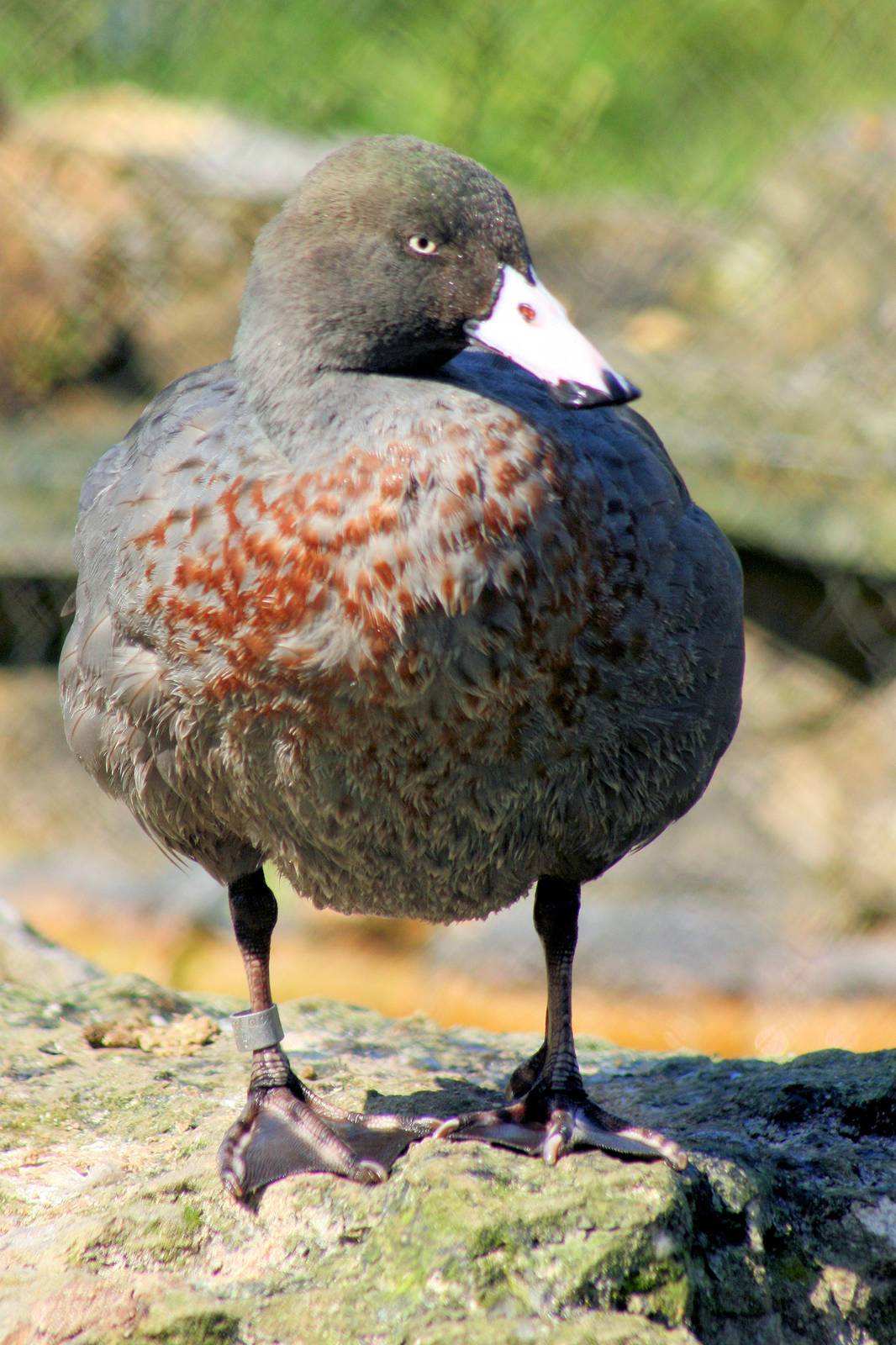 New Zealand blue duck; Arundel; 27th May 2013