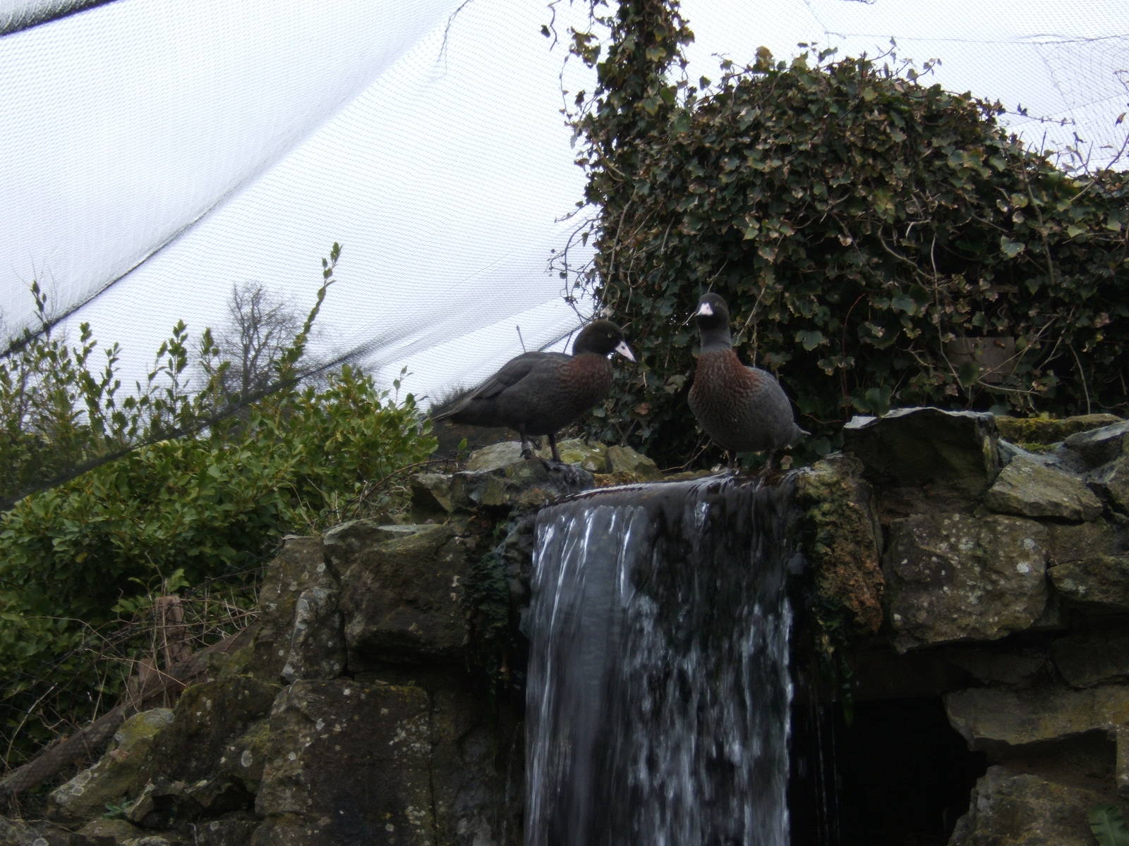 New Zealand Blue Duck
