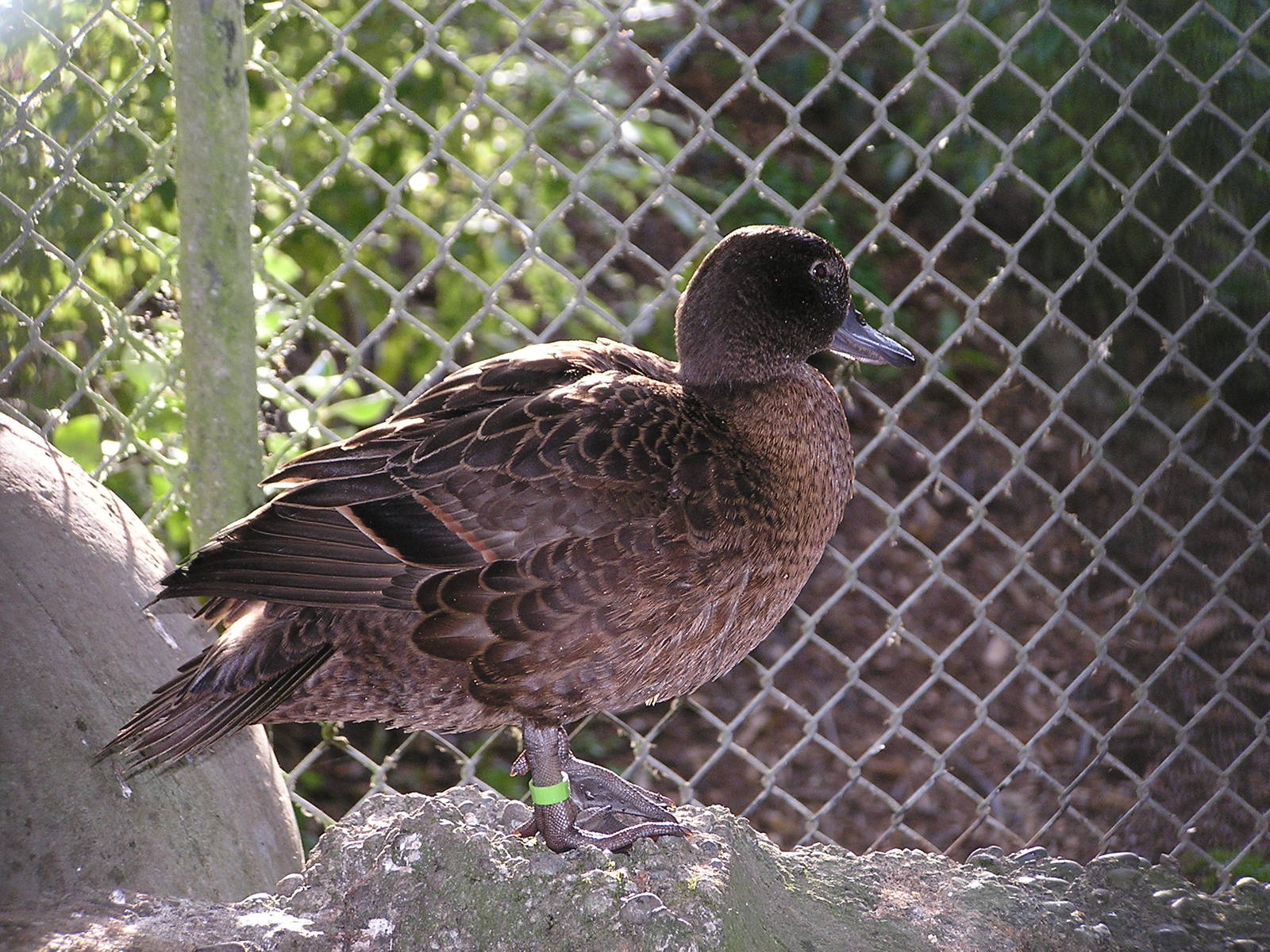 New Zealand brown teal/ Anas aucklandica chlorotis