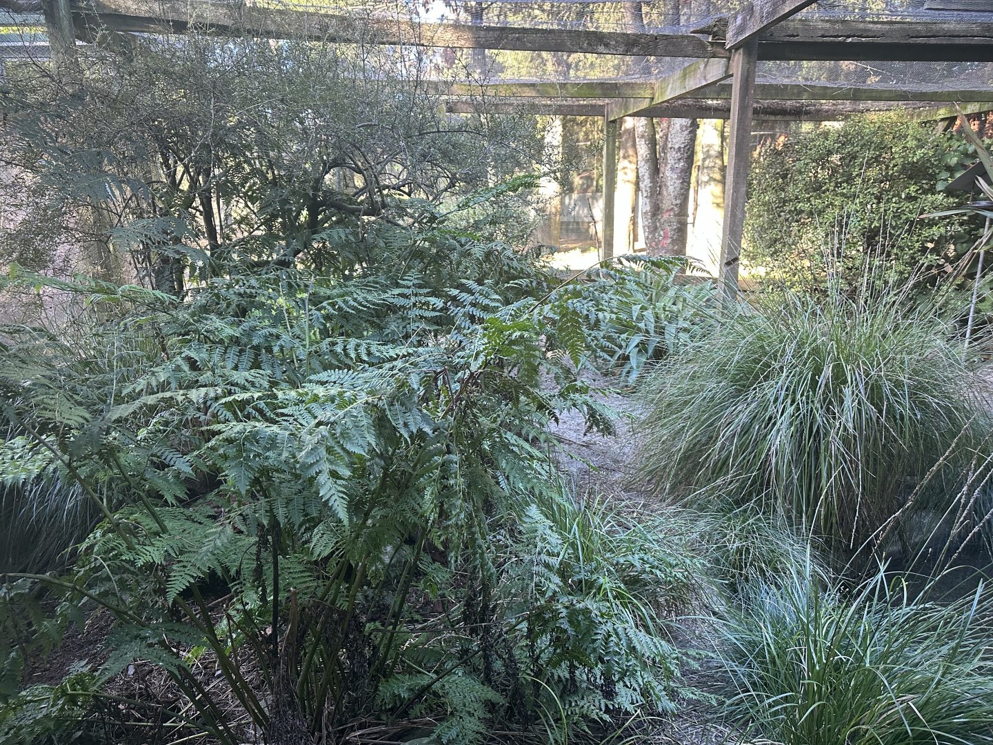 New Zealand Brown Teal Exhibit