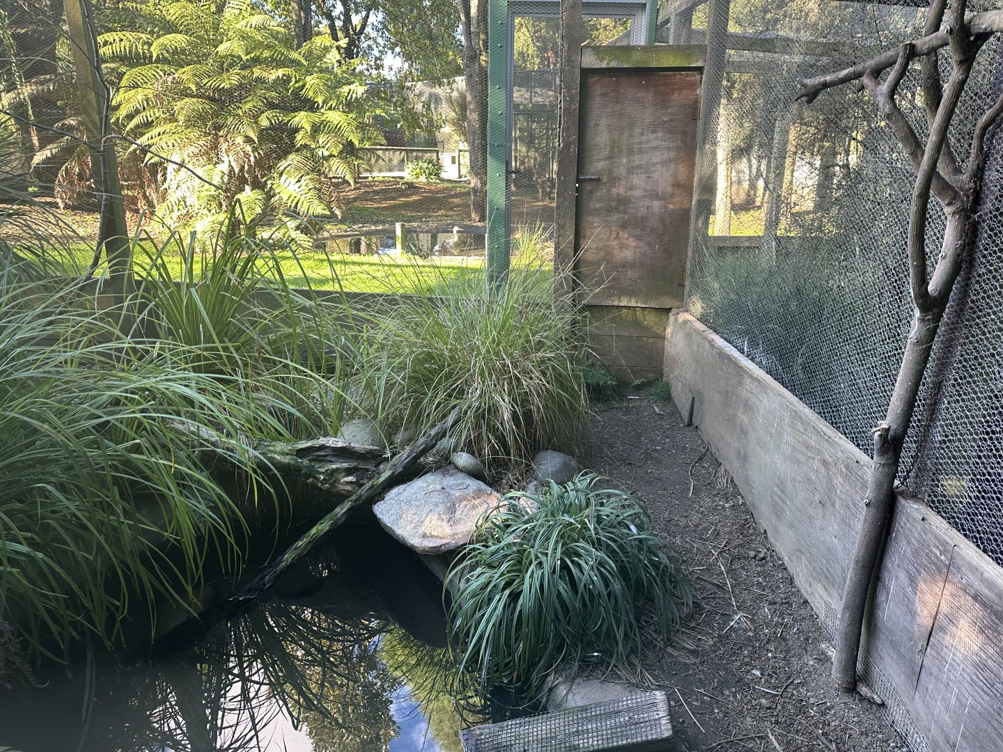 New Zealand Brown Teal Exhibit