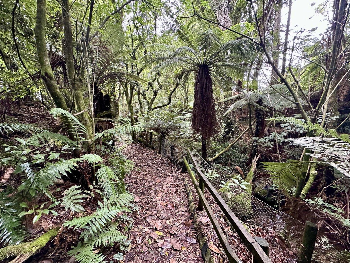 New Zealand Bushwalk Track