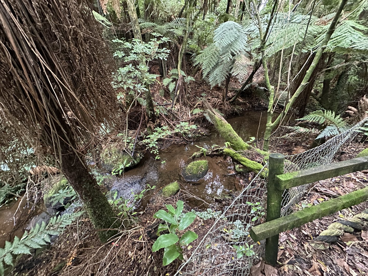 New Zealand Bushwalk Track