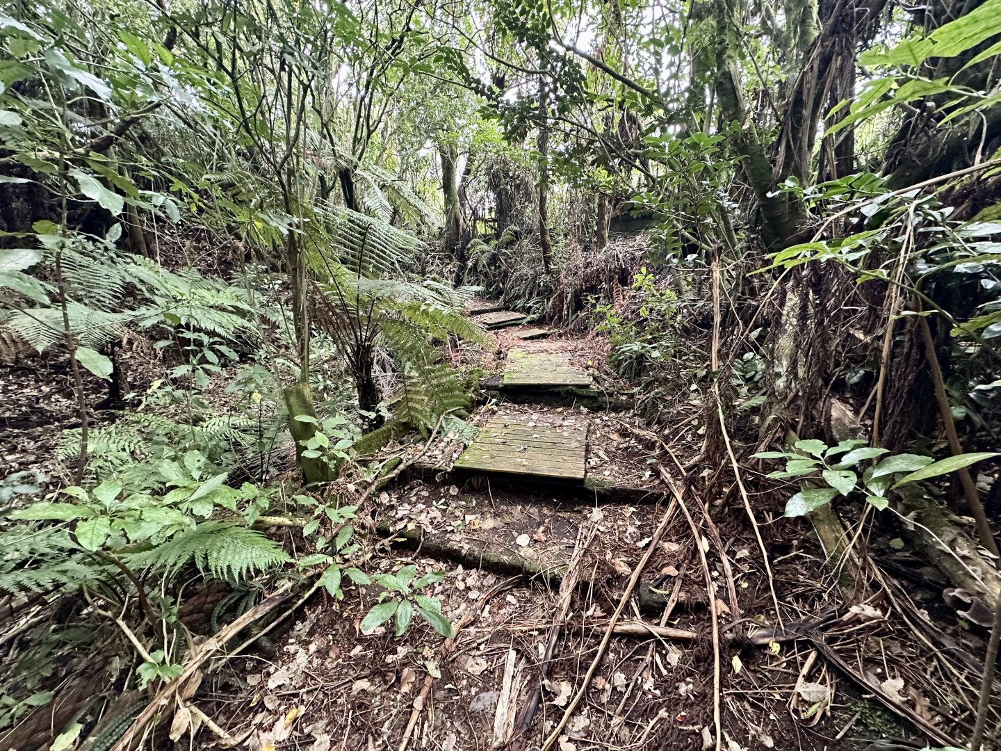 New Zealand Bushwalk Track