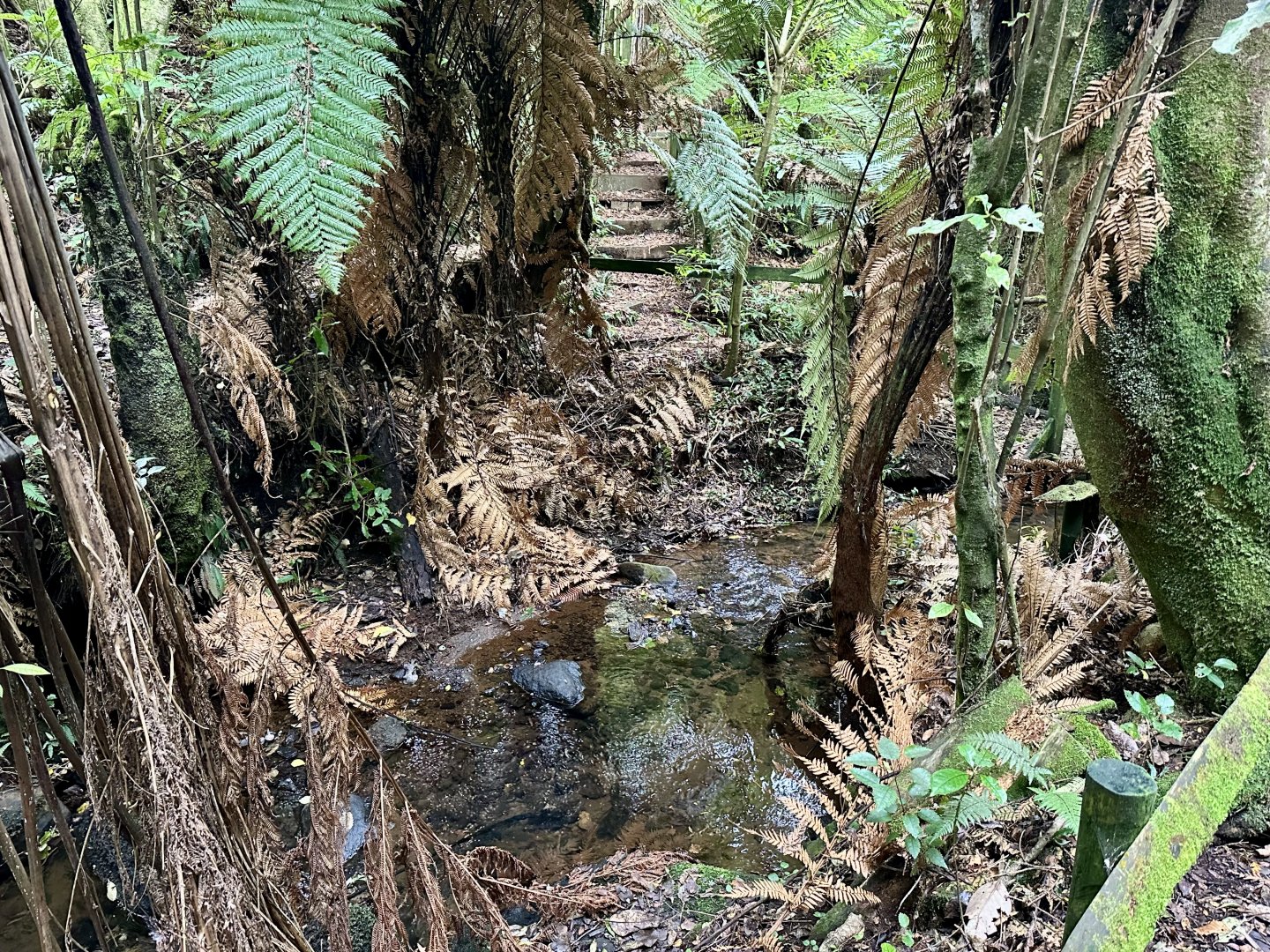 New Zealand Bushwalk Track