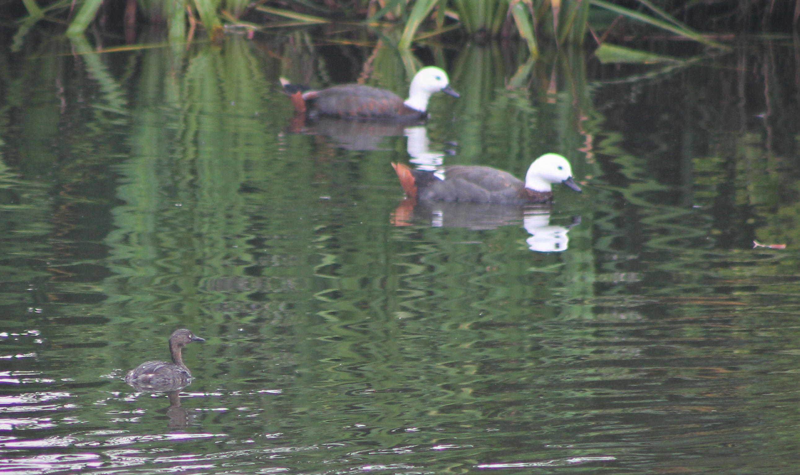 New Zealand Dabchick and Paradise Ducks