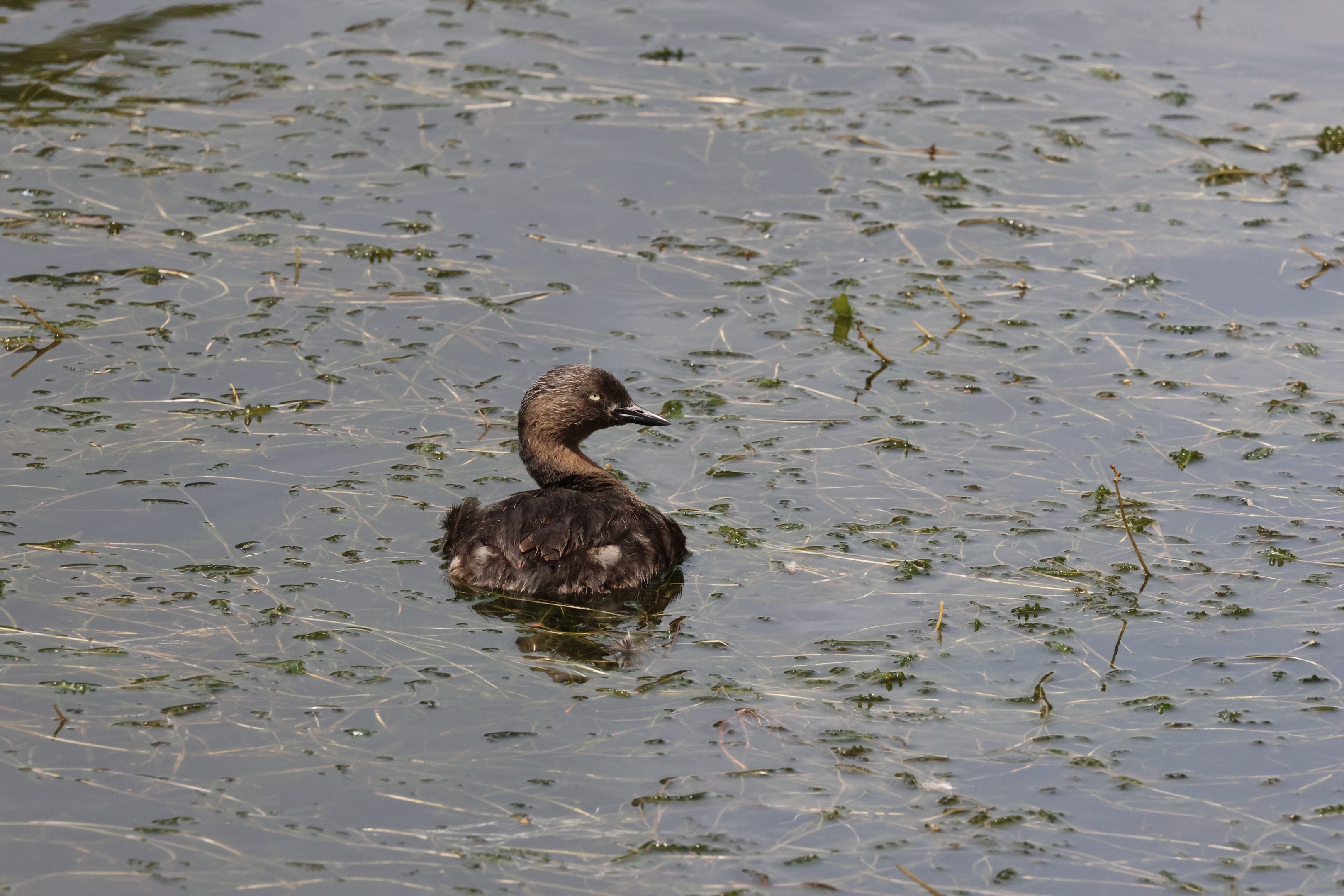 New Zealand Dabchick (Poliocephalus rufopectus), Waimanu Lagoons Reserve (Waikanae, Wellington)