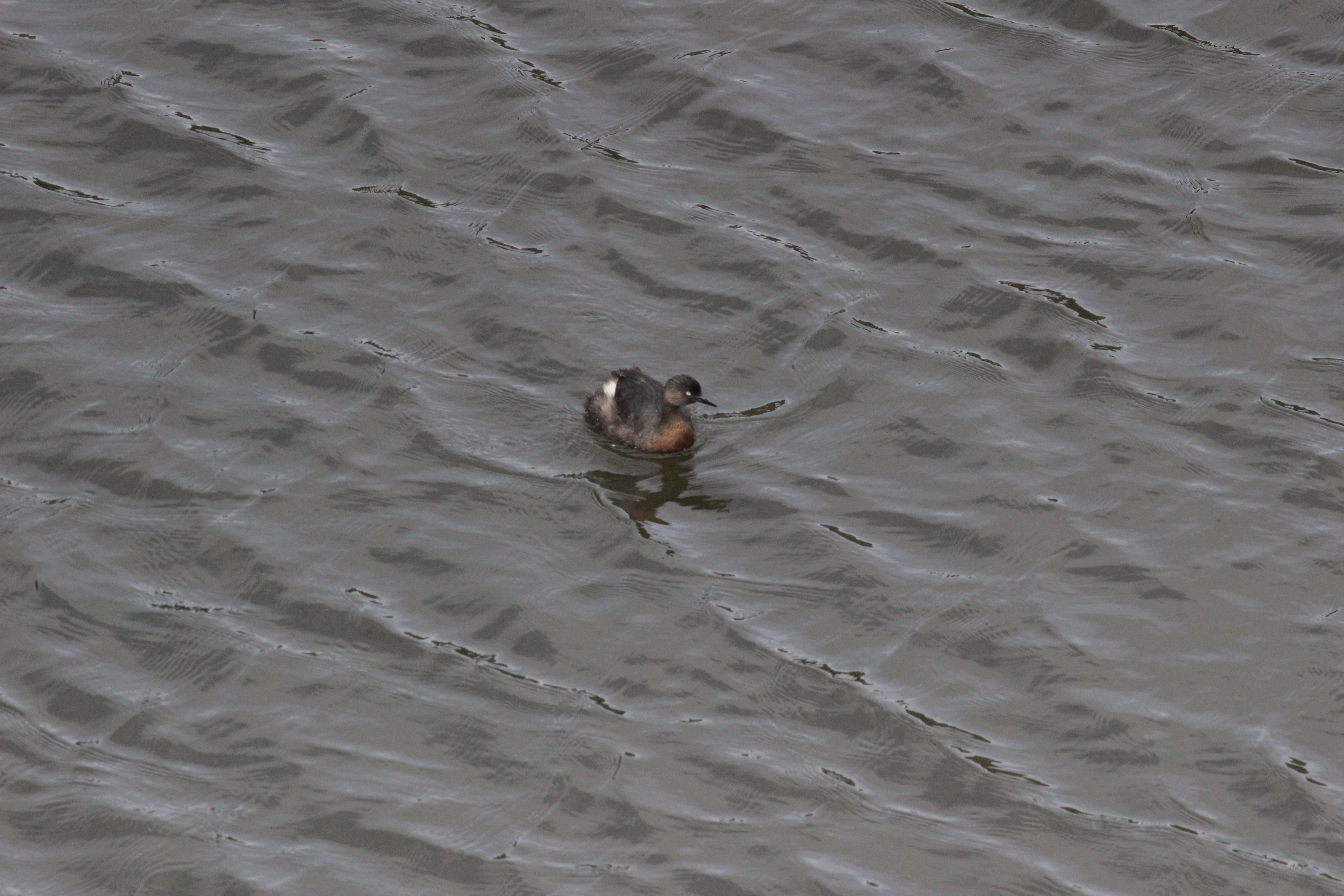 New Zealand Dabchick