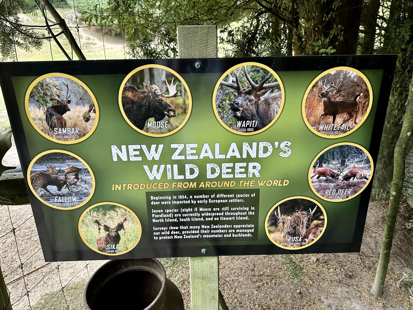 New Zealand Deer Species