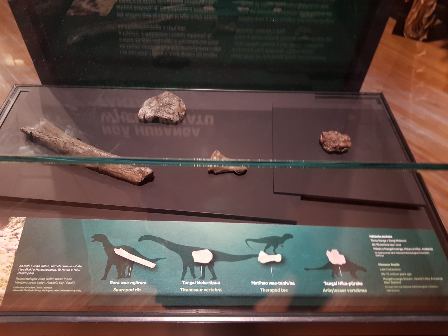 New Zealand Dinosaurus-Ngā Taniwha o Rūpapa | Dinosaurs of Patagonia, Te Papa