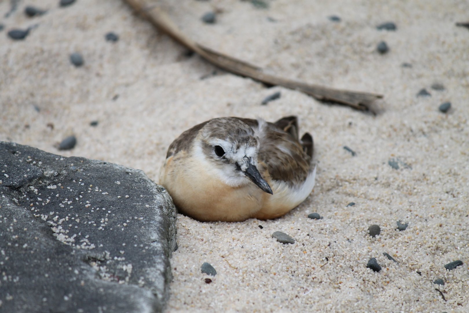 New Zealand Dotterel (2012)