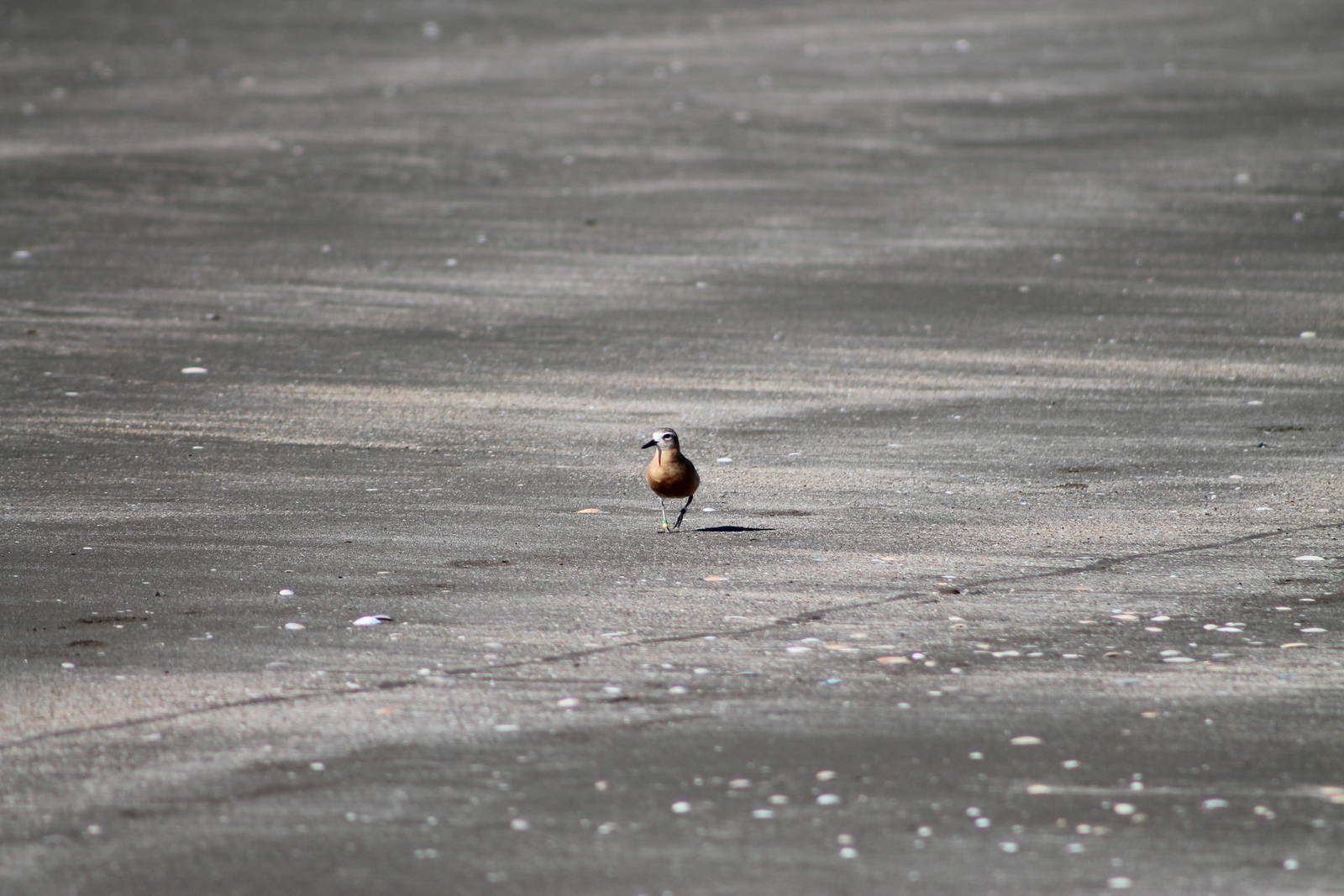 New Zealand dotterel (Charadrius obscurus)